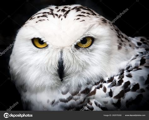 Close Portrait Beautiful Snowy Owl — Stock Photo © YAYImages #262579358