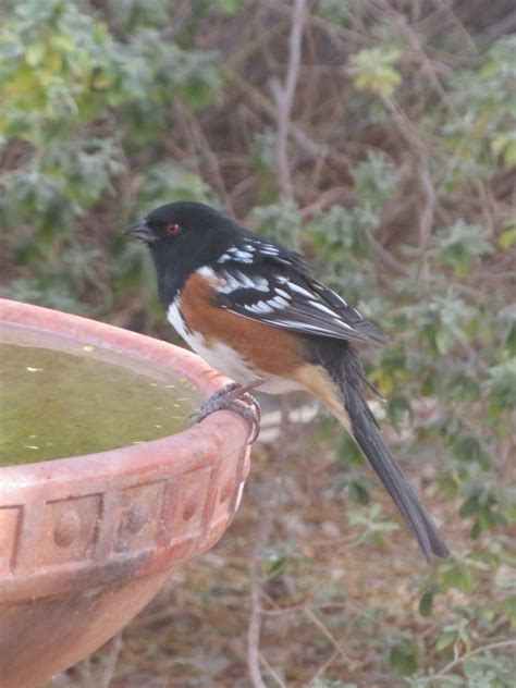 Spotted Towhee male - FeederWatch