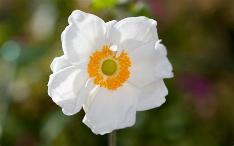 How To Grow Japanese Anemones Japanese Anemone Anemone Japanese