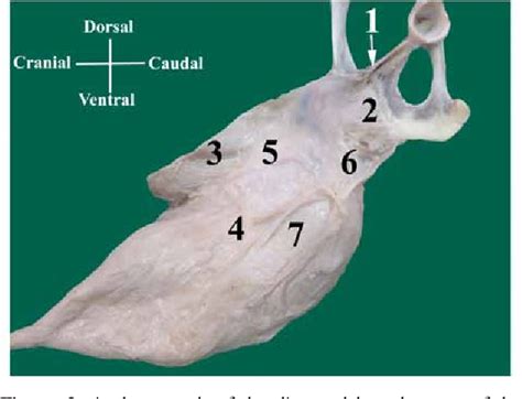 Figure 2 From Gross Anatomy And Ultrasonography Of The Udder In Goat