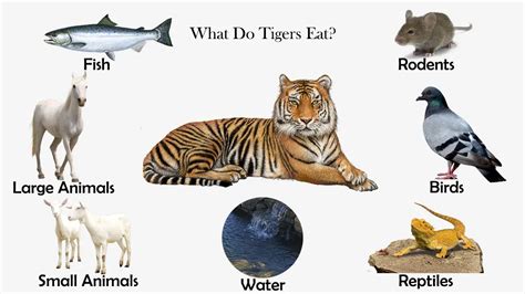 What Do Tigers Eat Feeding Nature