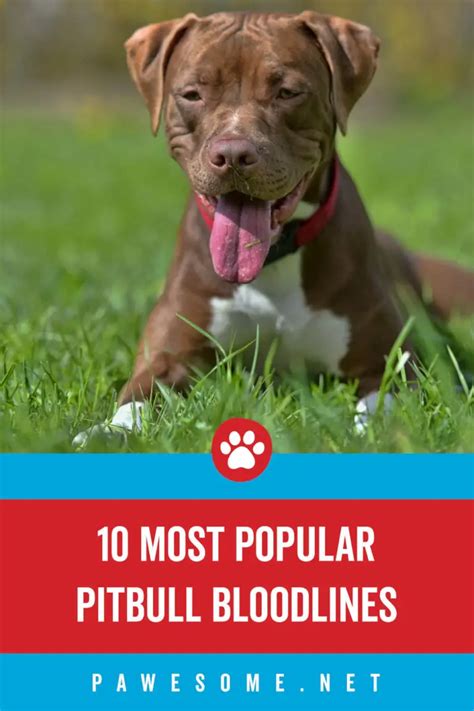 10 Most Popular Types of Pitbull Bloodlines (w/ Pics & FAQs)