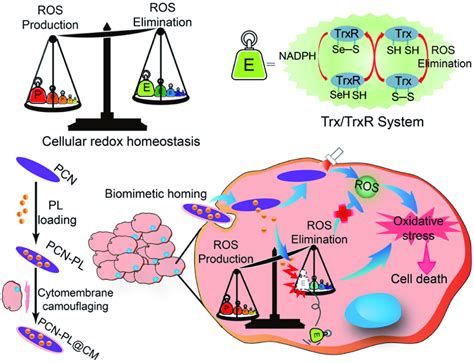 Schematic Illustration Of Interfering With The Trxr Pathway In Cancer