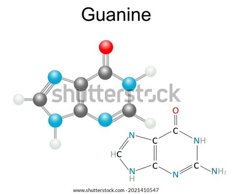 Chemical Structural Formula Model Guanine Pyrimidines Stock Vector Royalty Free 2021410547