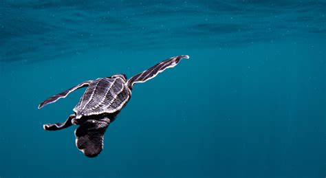 Help Fight Climate Change For Leatherback Sea Turtles Wwf Ca