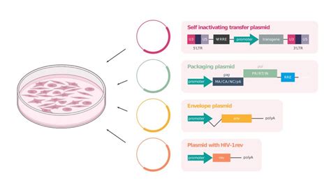 LVV Approaches to Pseudotyping and Plasmid Design - Genezen