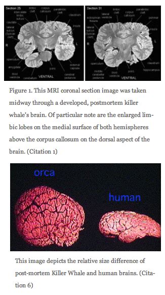 Orca Brain Size