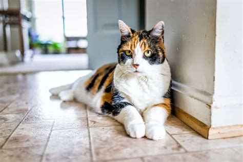 Are All Calico Cats Female The Surprising Answer Pango Pets