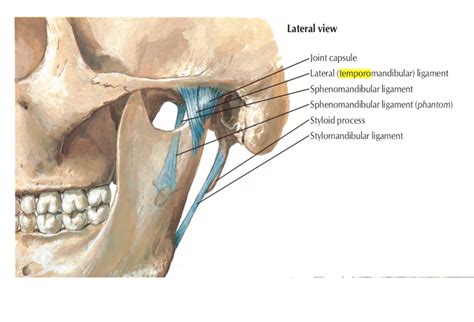 Head And Neck Anatomy Temporomandibular Joint