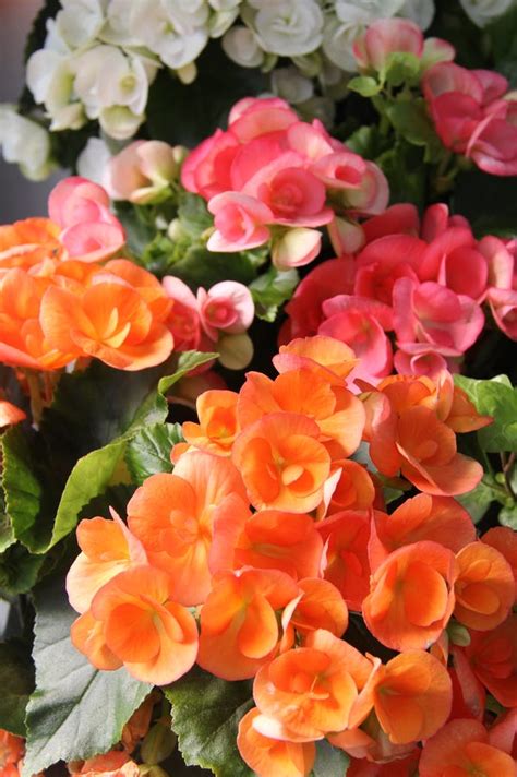 Plant Primer Rieger Begonia Elatior Begonias