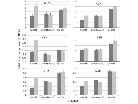 Effect Of Azacitidine On Mrna Level Of Genes Involved In Shoot Meristem