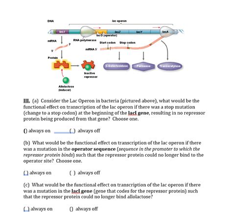 Solved Iii A Consider The Lac Operon In Bacteria Chegg