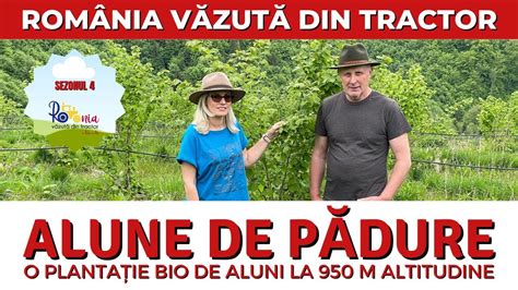 Alune de pădure o plantație bio de aluni la 950 m altitudine România