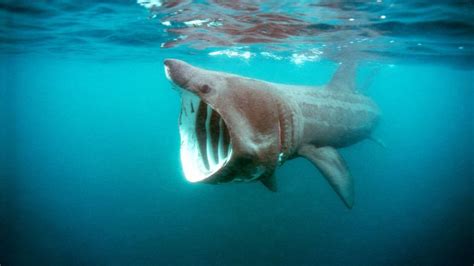 identify   types  sharks howstuffworks