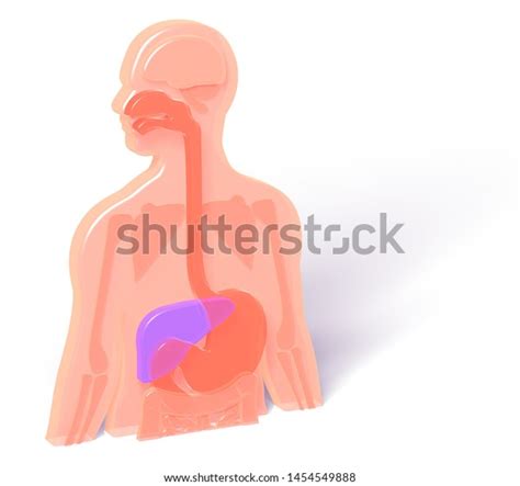 3d Illustration Human Anatomy Digestive System Stock Illustration