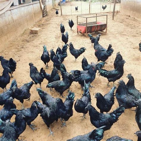 Kadaknath Chicken Eggs Temperament Size And Raising Tips