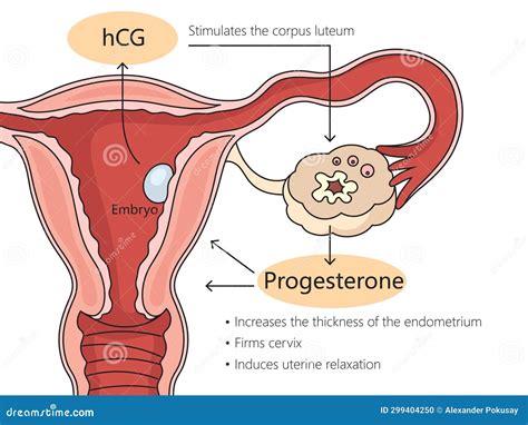 Human Chorionic Gonadotropin (hCG) Glycoprotein Hormone, Chemical ...