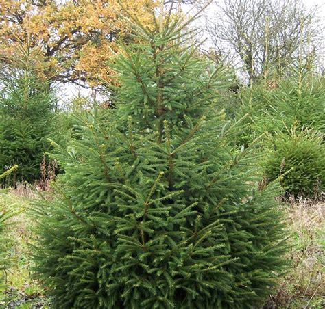 Trees Planet Picea Abies Norway Spruce