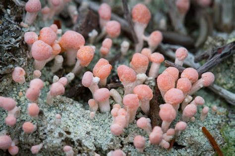 Pink Earth Lichen Brandeis University Lichen Fungi And Non