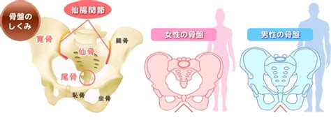 骨盤って何？その構造と役割や機能を解説 志木駅の整体イーバランス整体院｜皆様のお悩みや痛みを根本改善