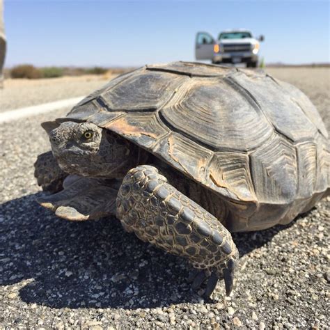 Desert Tortoises One Of Edwards Afbs Natural Residents Edwards Air