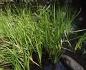 Sparganium Emersum Unbranched Bur Reed Minnesota Wildflowers