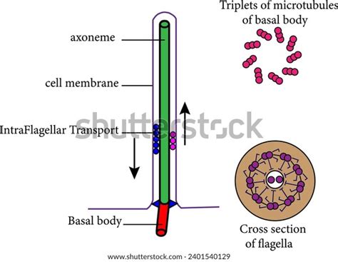 Diagram Eukaryotic Flagellavector Illustration Stock Vector (Royalty Free) 2401540129 | Shutterstock