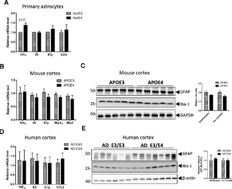 Inflammatory Responses In Primary Astrocytes Mouse And Human Cortex