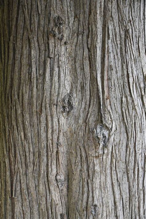 Linee Verticali E Trama Su Una Corteccia Di Grandi Alberi Fotografia