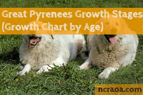 Great Pyrenees Growth Stages Growth Chart By Age Ncraoa