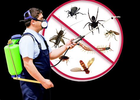 The Basics Of Pest Control Homes Network