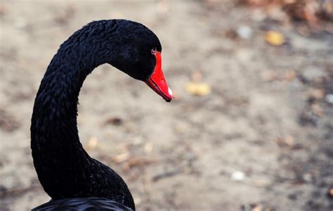 Hermoso Cisne Negro Cygnus Atratus Foto Premium