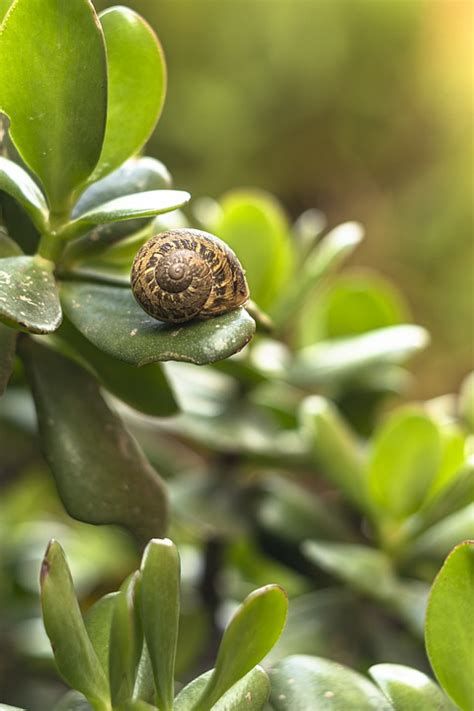 ADJETIVO de Jardín Uso y EjemplosGUÍA