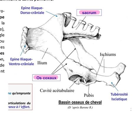 Arthrologie Et Myologie Du Membre Pelvien Le Bassin Cartes Quizlet