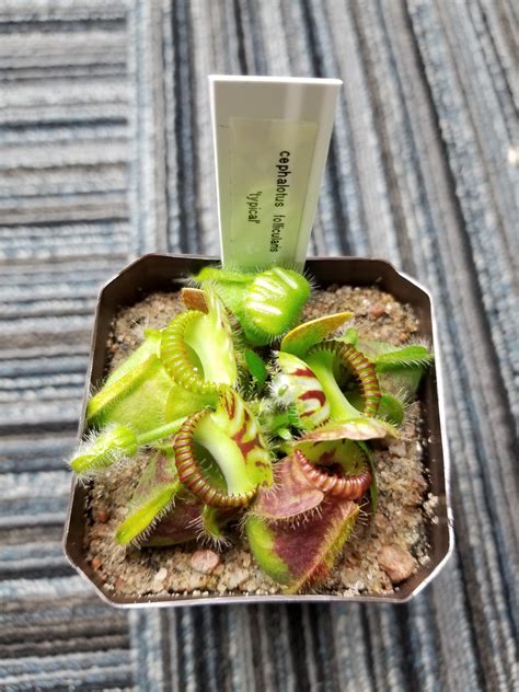 One of my typical Cephalotus | Carnivorous Plant Society of Canada