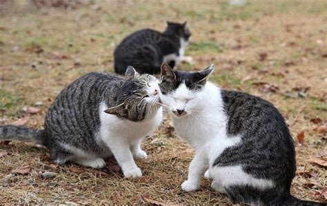 ekor kucing   hangat bercintatapi biasa la