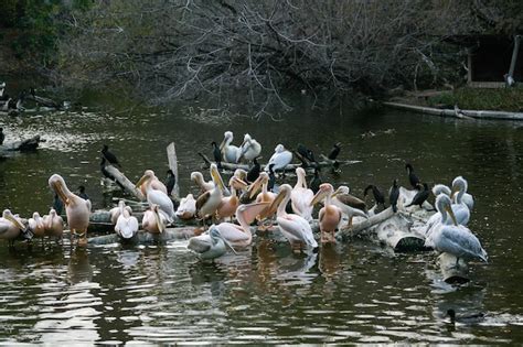 Los pelícanos se sientan en un tronco que está en el lago Foto Premium