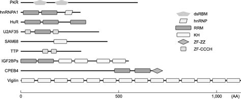 Schematic Diagram For Various Rna Binding Domains Of Rna Binding