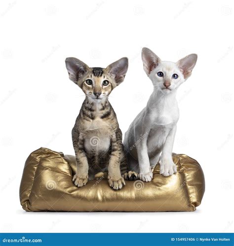 Siamese and Oriental Shorthair Kitten on White Stock Photo - Image of