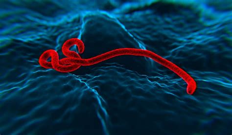 Virus Ebola origine symptômes traitements Ce qu il faut savoir