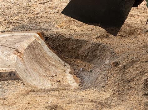 Stump Grinding Melbourne | Expert Arborists & Horticulturists | Stumps ...