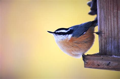 Nuthatch Red-Breasted - Free photo on Pixabay - Pixabay