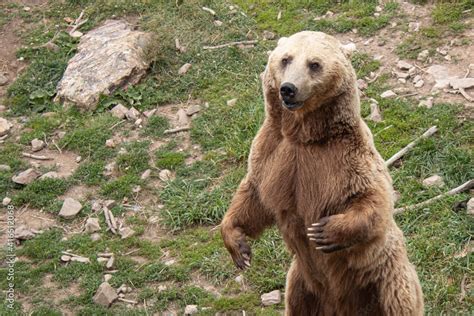 Oso Grizzly en los bosques Stock Photo | Adobe Stock