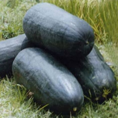 ВОСКОВАЯ ТЫКВА (Benincasa hispida) Бенинказа Кантон Прайд