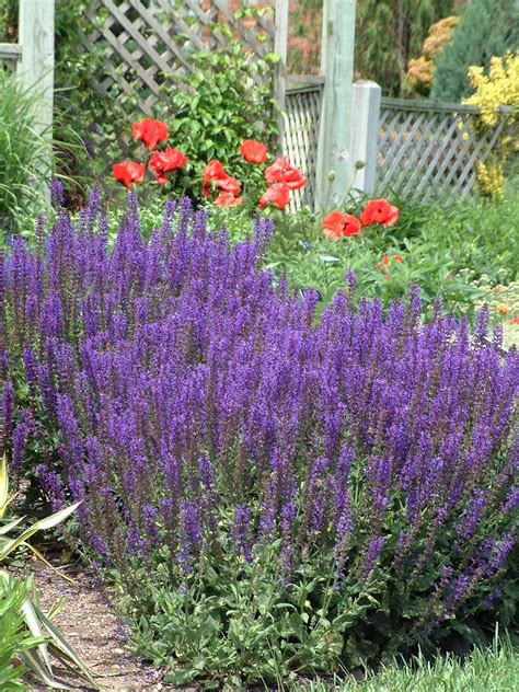 Plant Files May Night Salvia