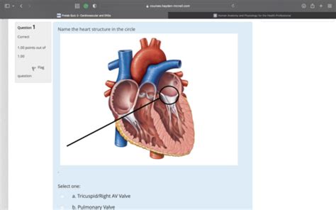 Anatomy Lab Practical Cardio Flashcards Quizlet