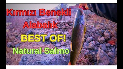 K Rm Z Benekli Alabal K En Yiler Best Of Naturel Salmon Trout