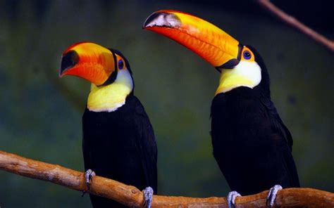 Toucan Wallpapers - Wallpaper Cave