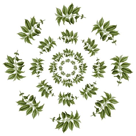 Coffee Leaf Vector at Vectorified.com | Collection of Coffee Leaf ...