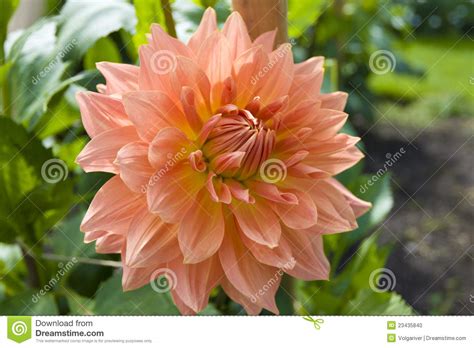 Dahlia flower in a garden. stock photo. Image of pastel - 23435840